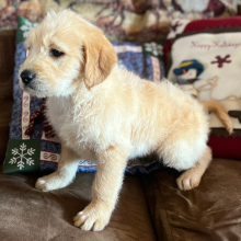 Labradoodle Puppy Mary
