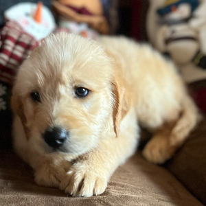 Labradoodle Puppy Mary