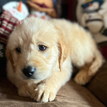Labradoodle Puppy Mary