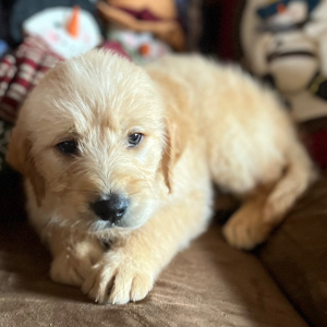 Labradoodle Puppy Mary