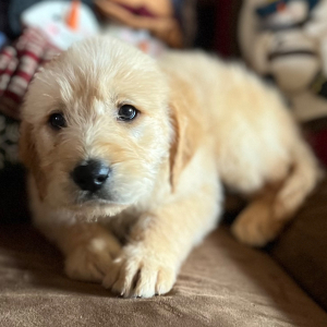 Labradoodle Puppy Mary