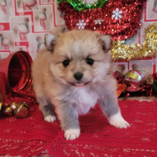 Pomeranian Puppy Angelika