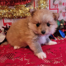 Pomeranian Puppy Angelika