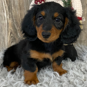 Dachshund Puppy Conrad
