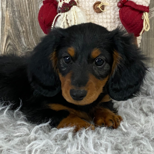 Dachshund Puppy Conrad
