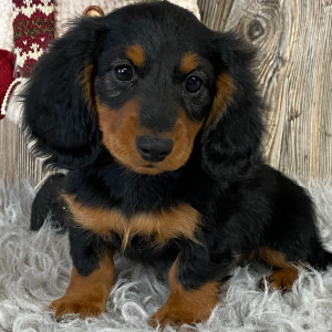 Dachshund Puppy Conrad