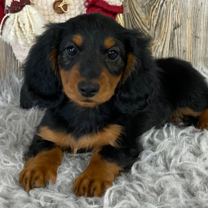Dachshund Puppy Conrad