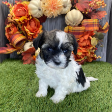 Havanese Puppy Lex