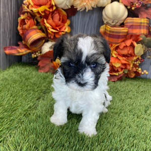 Havanese Puppy Lex