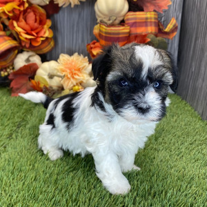 Havanese Puppy Lex