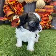Havanese Puppy Lex