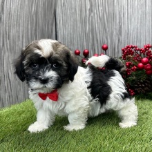 Havanese Puppy Lex