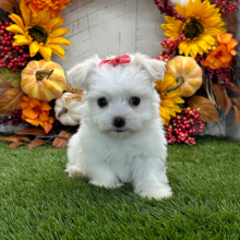 Havanese Puppy Whitney