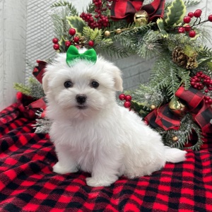 Havanese Puppy Whitney