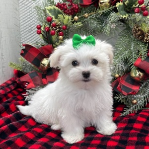 Havanese Puppy Whitney