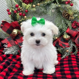 Havanese Puppy Whitney