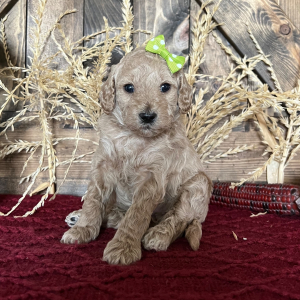 Goldendoodle Puppy Indi