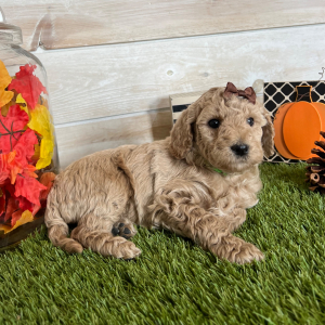 Goldendoodle Puppy Indi