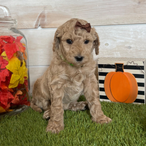 Goldendoodle Puppy Indi