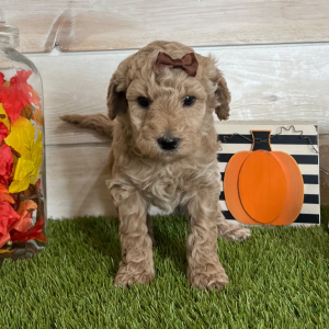 Goldendoodle Puppy Indi