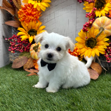 Havanese Puppy Waylon