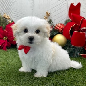 Havanese Puppy Waylon