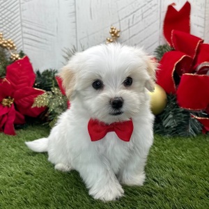 Havanese Puppy Waylon