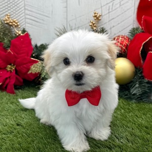 Havanese Puppy Waylon