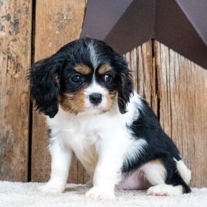 Cavalier King Charles Spaniel Puppy Miles