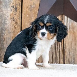 Cavalier King Charles Spaniel Puppy Miles
