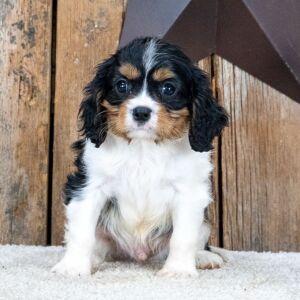Cavalier King Charles Spaniel Puppy Miles