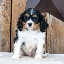 Cavalier King Charles Spaniel Puppy Miles