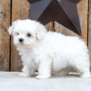 Maltese Puppy Lynn