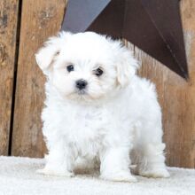 Maltese Puppy Lynn