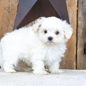 Maltese Puppy Lynn