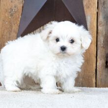 Maltese Puppy Lynn