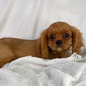Cavalier King Charles Spaniel Puppy Calvin