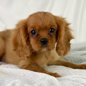 Cavalier King Charles Spaniel Puppy Calvin