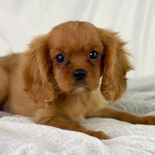 Cavalier King Charles Spaniel Puppy Calvin