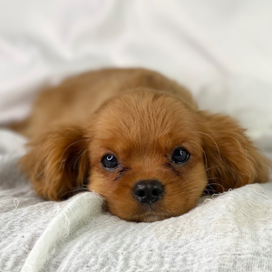 Cavalier King Charles Spaniel Puppy Calvin