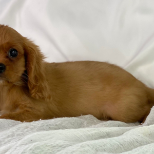 Cavalier King Charles Spaniel Puppy Calvin