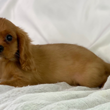 Cavalier King Charles Spaniel Puppy Calvin