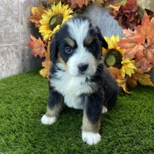 Bernese Mountain Dog Puppy Remi