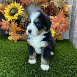 Bernese Mountain Dog Puppy Remi