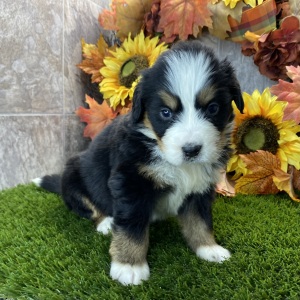 Bernese Mountain Dog Puppy Remi