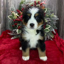 Bernese Mountain Dog Puppy Remi