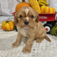 Cavalier King Charles Spaniel Puppy Manny
