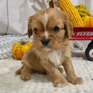 Cavalier King Charles Spaniel Puppy Manny