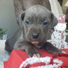 Cane Corso Puppy Daisy