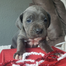 Cane Corso Puppy Daisy